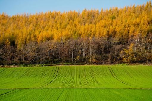 清里町　カラマツの黄葉と秋蒔小麦 北海道,清里町,秋の写真素材