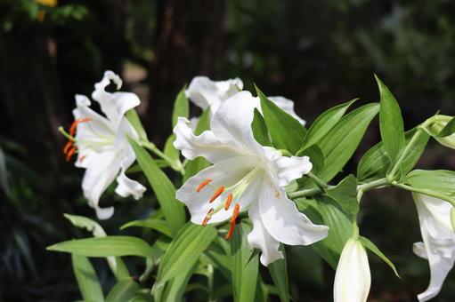 白い花びらのカサボランカの花のアップ 白い,花びら,カサボランカの写真素材
