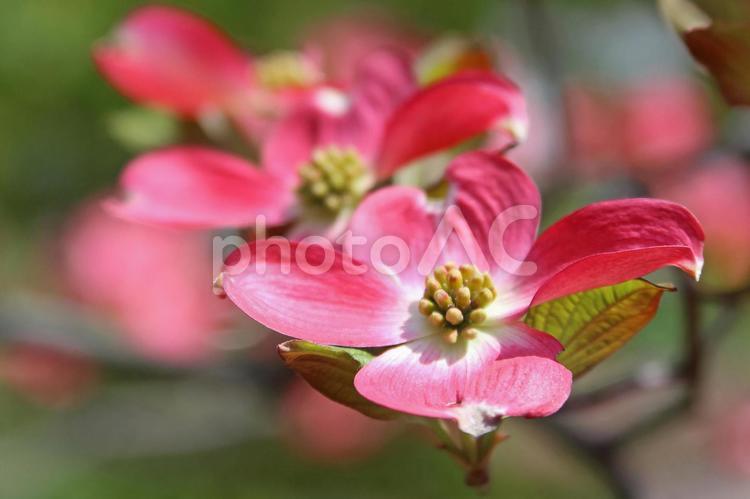 ハナミズキ　花水木　赤い花 花水木,ハナミズキ,春の写真素材