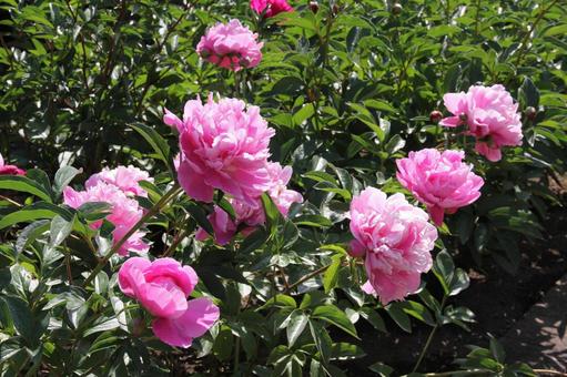 シャクヤク・芍薬の咲く風景 風景,壁紙,鮮やかの写真素材