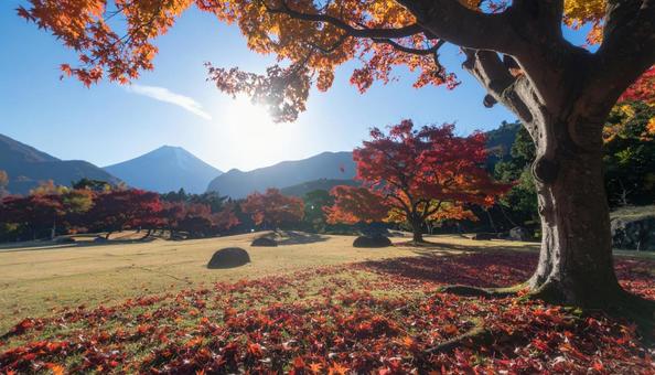 落葉した赤い紅葉いっぱいの地面 落葉した赤い紅葉いっぱいの地面の写真