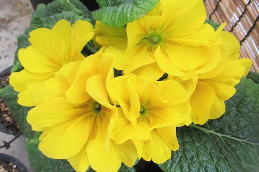 Big Primula, JPG Big Primula, JPG