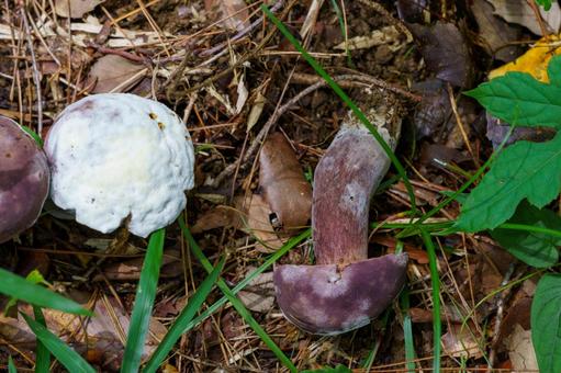 Photo, mushroom, natural, velvet, 