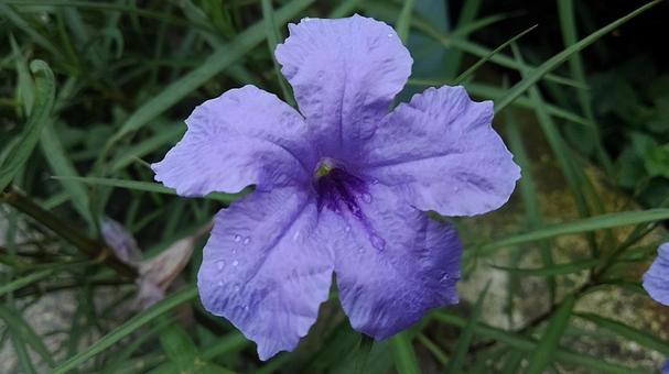 道端の花の写真