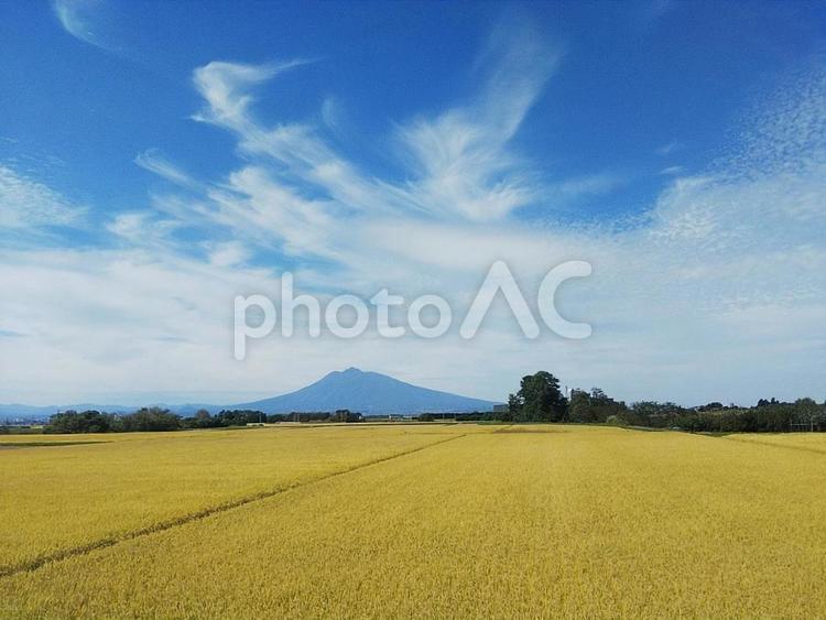 田んぼと津軽富士 田園,稲,山の写真素材