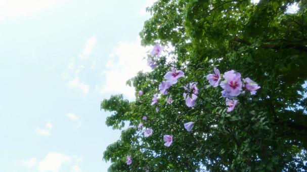 Pink Rose of Sharon, JPG Pink Rose of Sharon, JPG