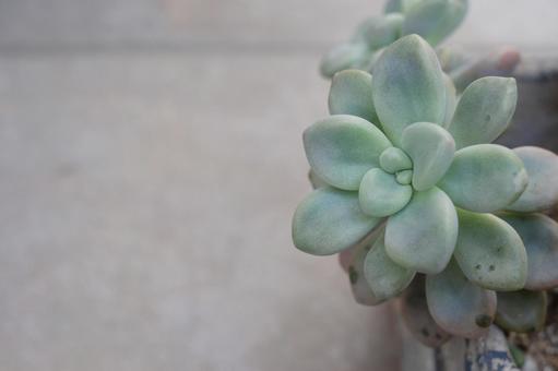 多肉植物 観葉植物,カラフル,景色の写真素材