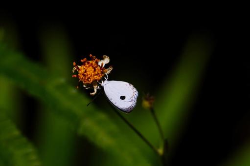 吸蜜するリュウキュウクロボシシジミ リュウキュウクロボシシジミ,やんばるの森,バタフライの写真素材
