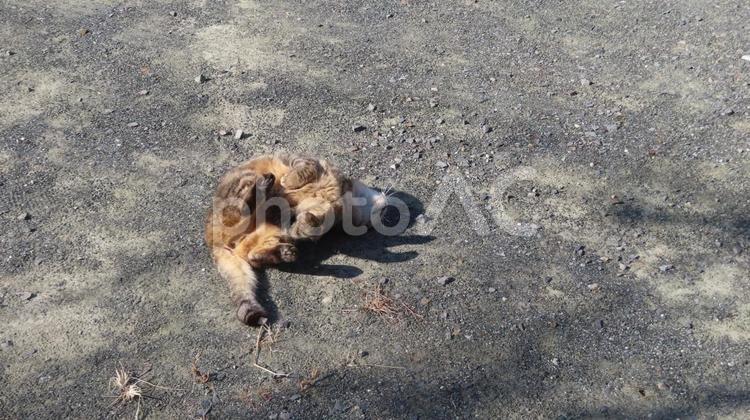 ゴロニャンアピールが激しいあざとい猫様 猫,キジトラ,ヘソ天の写真素材