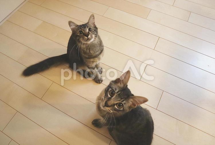きょうだい猫 猫,ペット,きょうだいの写真素材