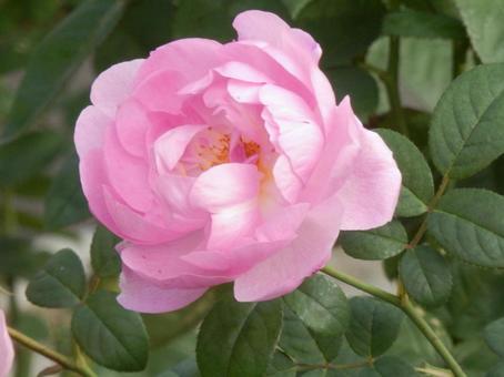 【薔薇の写真】バラの花 バラ,薔薇,植物の写真素材