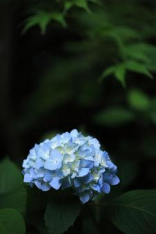 あじさい(英名 hydrangea) あじさい(英名 hydrangea)の写真