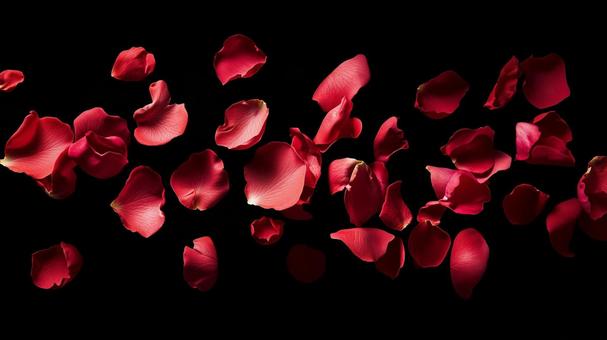バラの花びら バラの花びら の写真