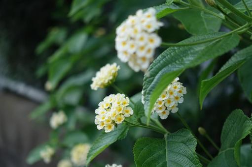 Photo, lantana, গ্রীষ্ম, ফুল, 