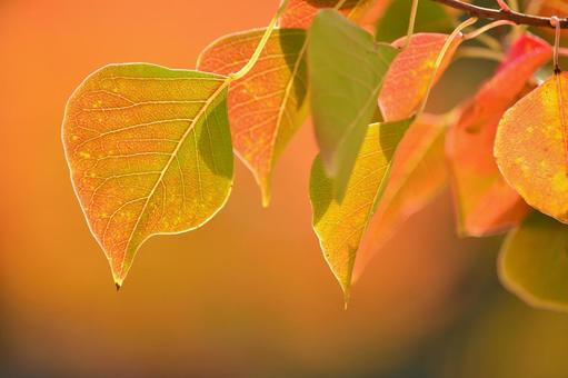 紅葉するナンキンハゼ ナンキンハゼ,紅葉,秋の写真素材