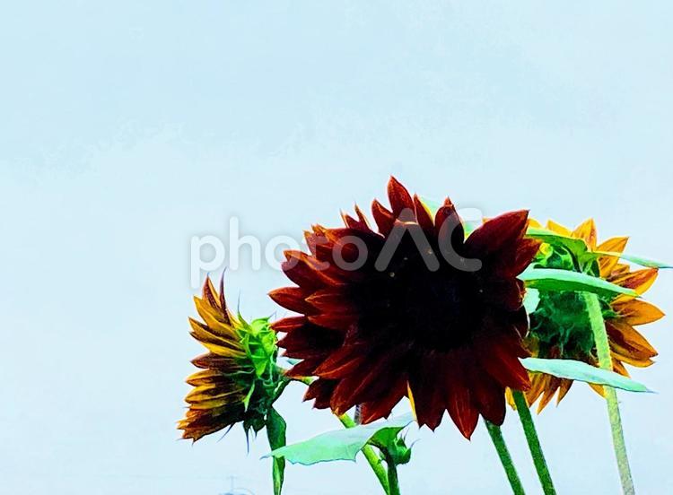花　ひまわり　背景　 花,ひまわり,ヒマワリの写真素材