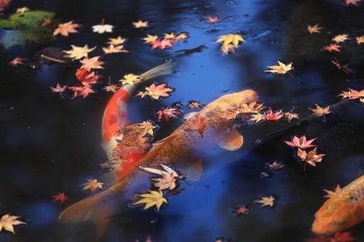 池の鯉 鯉,魚,池の写真素材