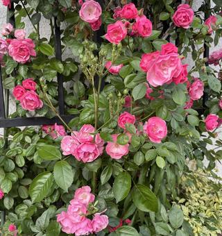 ピンクのミニ薔薇 ピンクのミニ薔薇 薔薇,グラデーション,鮮やかの写真素材