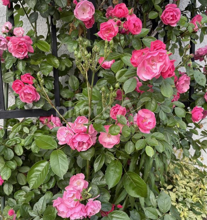 ピンクのミニ薔薇 薔薇,グラデーション,鮮やかの写真素材