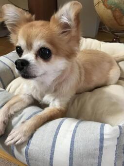 チワワ チワワ,小型犬,犬の写真素材