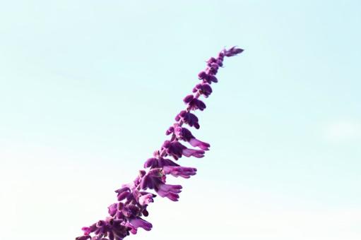 Photo, amethyst sage, flower, plant, 