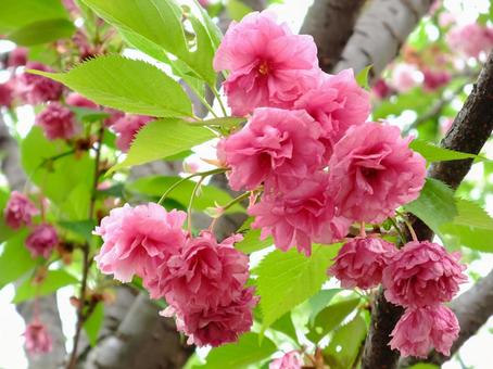 濃いピンクの八重桜のアップ 桜,花,ピンクの写真素材