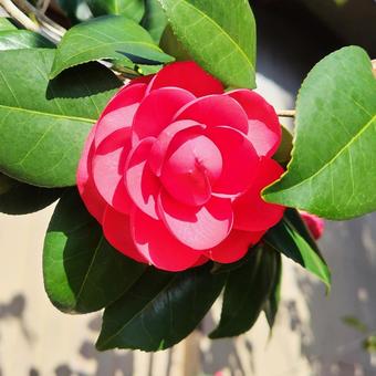 寒椿20 寒椿20 寒椿,ツバキ,屋外の写真素材