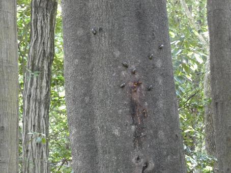 樹液に群がる虫ちゃん 樹液に群がる虫ちゃんの写真