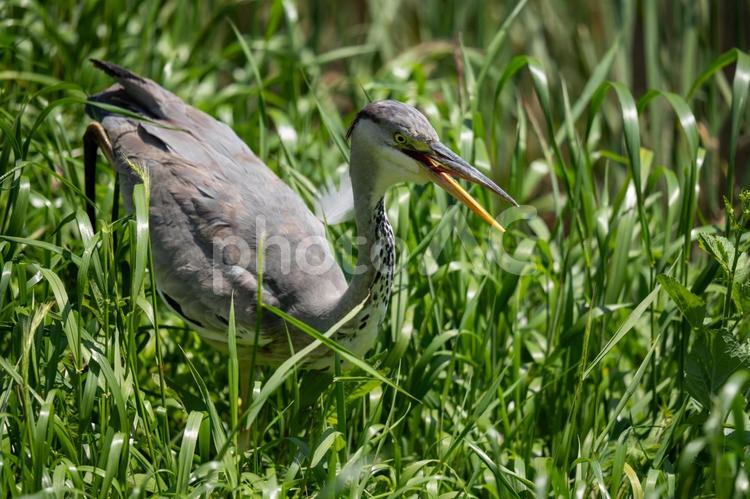 叢のアオサギ アオサギ,鳥,野鳥の写真素材