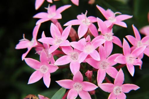 Photo, a flower, spring, summer, and fall, pink color, 
