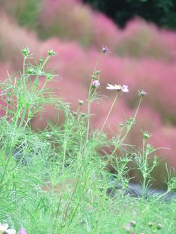 コスモスとコキア 自然,鮮やか,花の写真素材