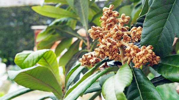 果実の繁茂を目指い咲くビワ 果実の繁茂を目指い咲くビワ 豊作,果物,生るの写真素材