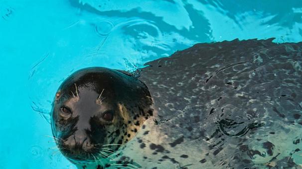 Seal looking at the camera, JPG Seal looking at the camera, JPG