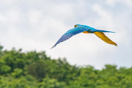 ルリコンゴウインコ ルリコンゴウインコの写真