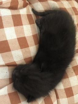 猫の赤ちゃん 子猫,赤ちゃん,黒の写真素材