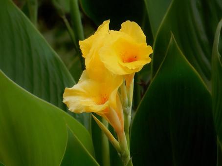 【花の写真】カンナ（美人蕉） カンナ,植物,自然の写真素材