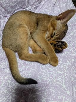 寝てるネコ ネコ,猫,キャットの写真素材