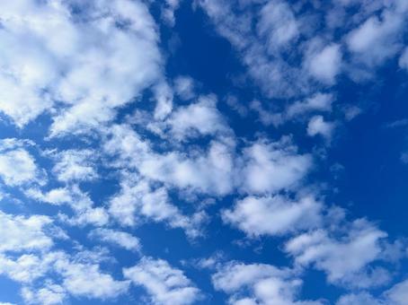 青空に広がる秋の白い綿雲 青空,雲,白い雲の写真素材