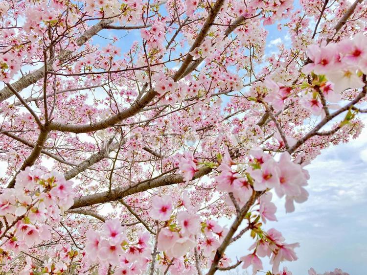 桜と青空 さくら,サクラ,桜の写真素材