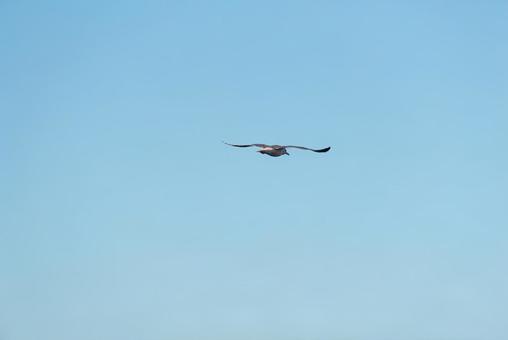 大空を優雅に舞うセグロカモメ 大空を優雅に舞うセグロカモメの写真
