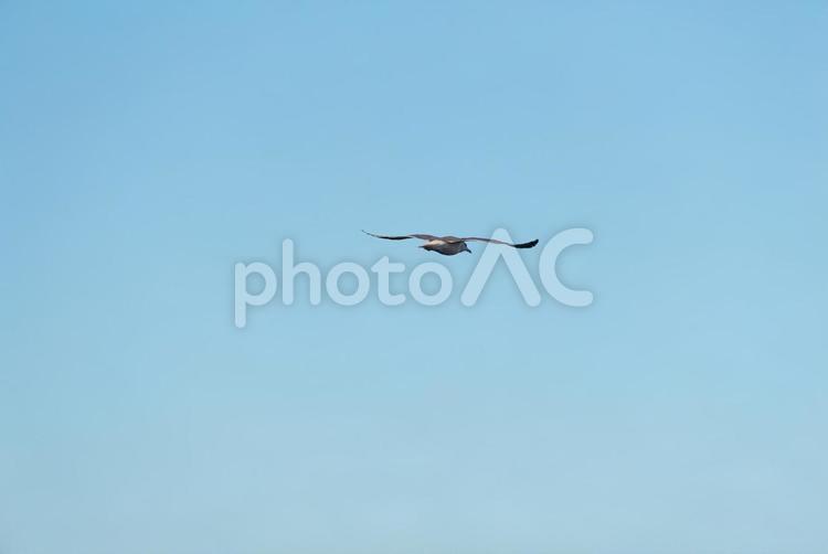 大空を優雅に舞うセグロカモメ セグロカモメ,渡り鳥,冬鳥の写真素材