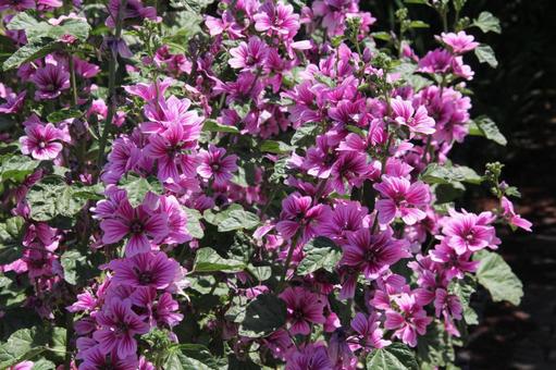 コモンマロウ 咲く風景 コモンマロウ 咲く風景 草花,5弁花,赤紫色の写真素材