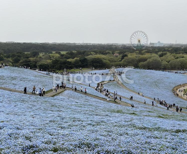ひたちなか公園　ネモフィラ ひたちなか公園,常陸中,茨城の写真素材
