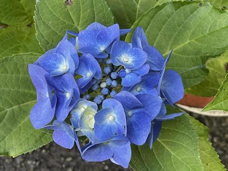 紫陽花6 紫陽花6の写真