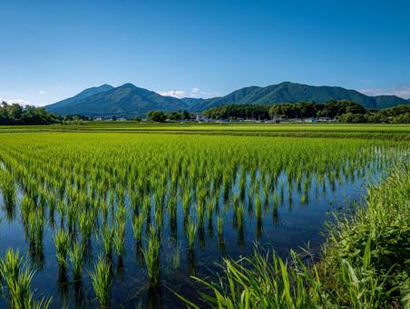 田舎の田んぼ 田舎の田んぼの写真