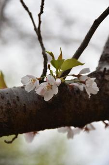 桜(染井吉野・ソメイヨシノ) 桜(染井吉野・ソメイヨシノ)の写真
