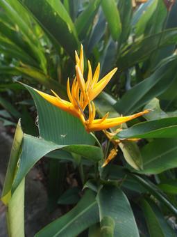 Photo, flower, bird of paradise, lobster-claws, 