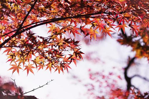 美しい秋の紅葉 美しい秋の紅葉 紅葉,秋,もみじの写真素材