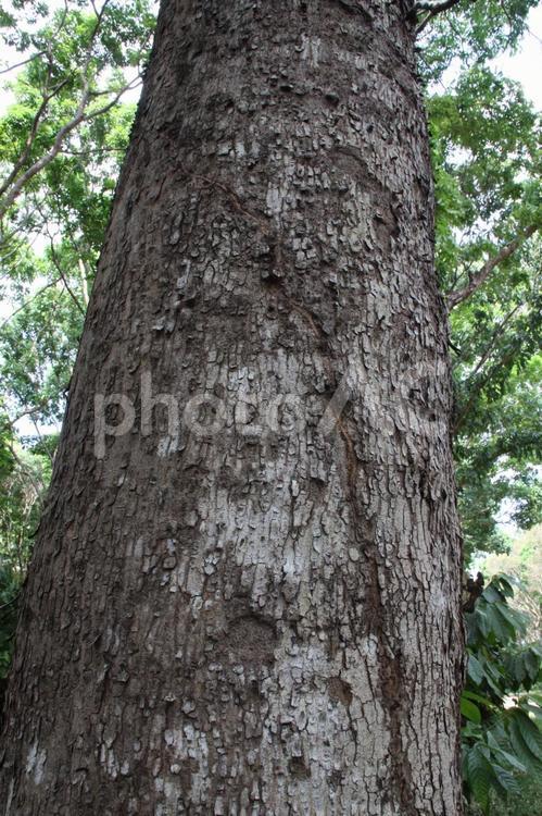 アマゾン産のマホガニー マホガニー,アマゾン産,アマゾンの写真素材