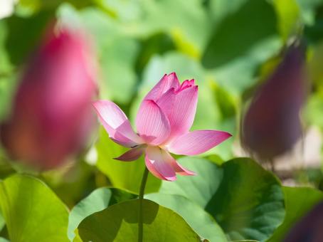 ピンクの蓮の花の写真